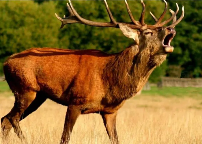 Chalet Au Cœur De La Montagne Jacuzzi Privé